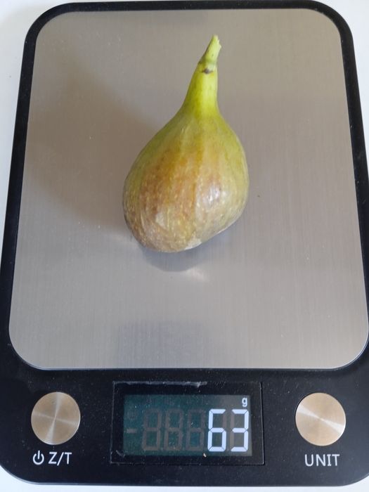 Продам  живці інжиру Турецький коричневий