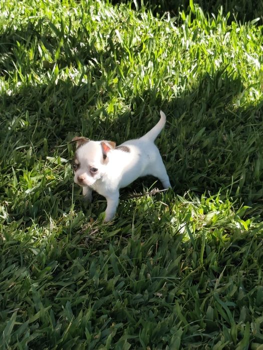 Fêmea Chihuahua mini