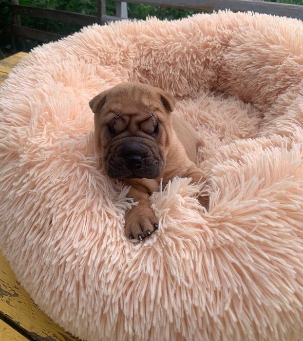 Питомник предлогает шикарных щенков шарпея