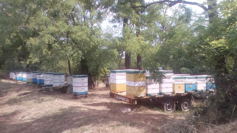 Вулики з пінополістиролу. Рамки  230мм.