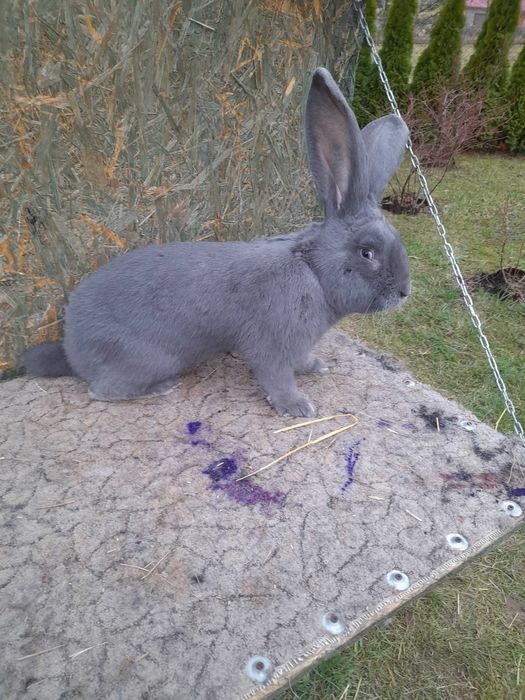 Olbrzym Belgijski Niebieski