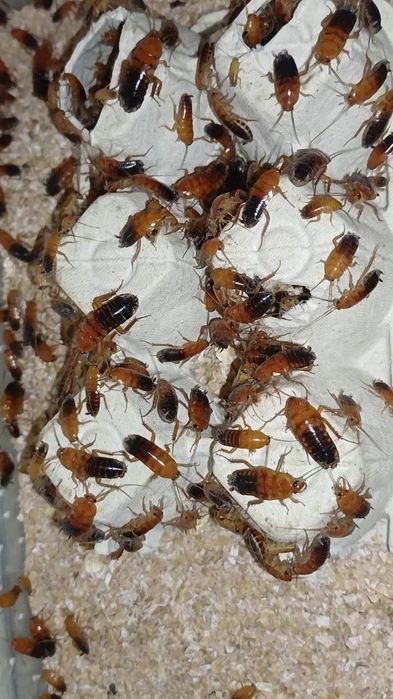 Туркменський тарган 100 шт. Живий корм.