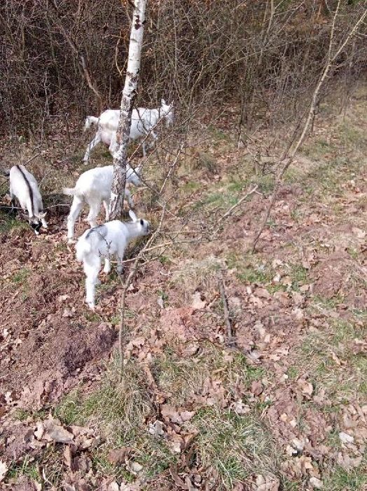 Sprzedam młode kózki i koziołkic