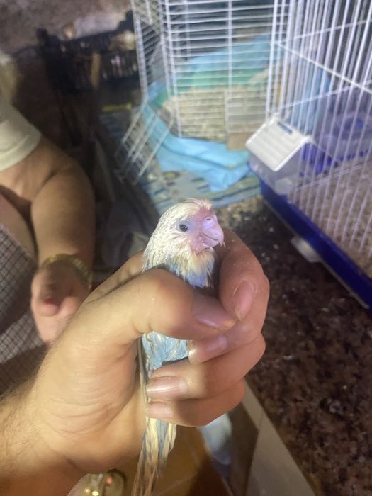 Vendo casal de piriquito