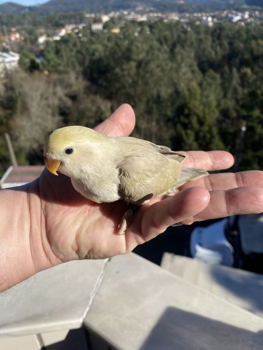 Agapornis domesticado