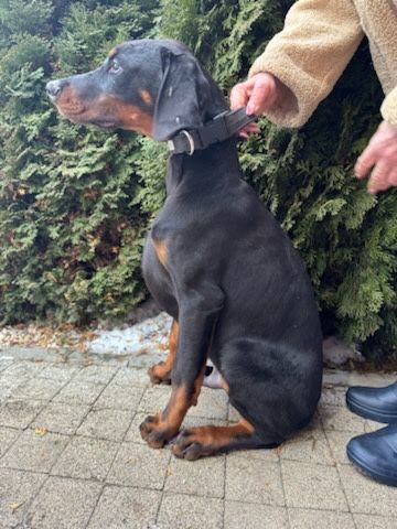 Doberman szczeniak  fci.