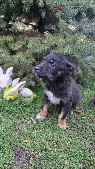 Чарівні цуценя шукають свою сім'ю