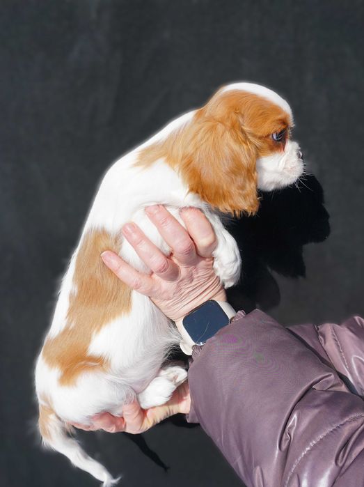 Кавалер Кінг Чарльз спаніель