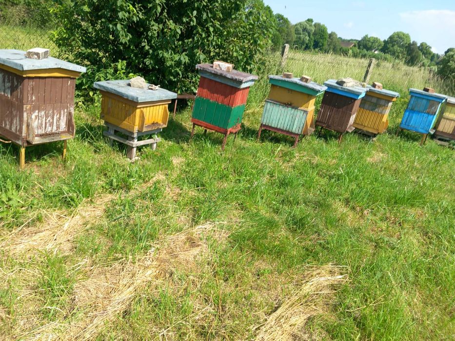 Pszczoły z ulem wielkopolskim