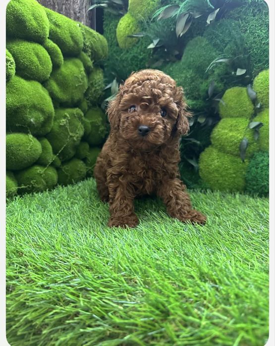 Caniche toy mini Red