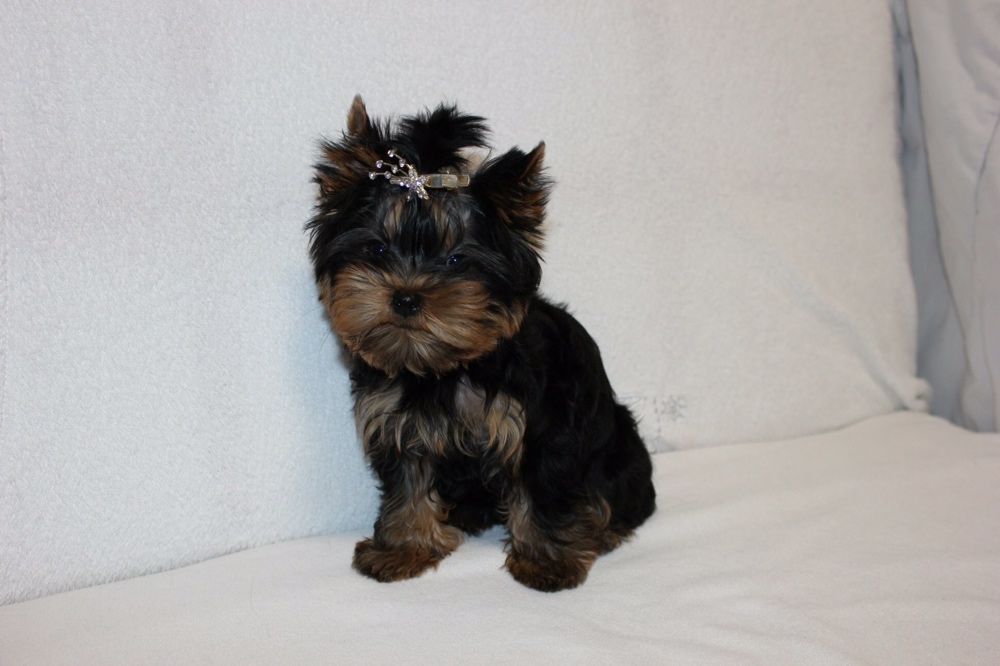 Кукольные щенки йорки  киев