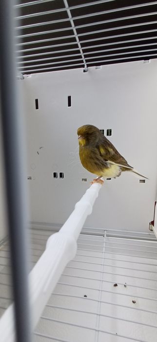 Kanarki Gloster samiec nr 46 z lipca 2024