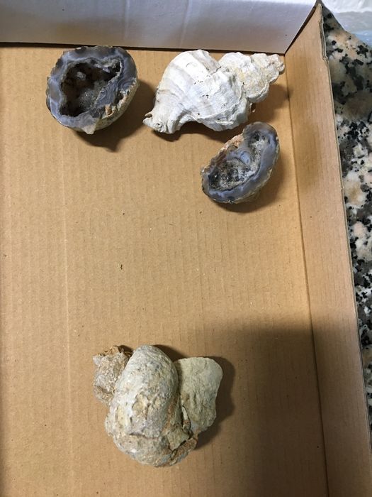 Fósseis históricos