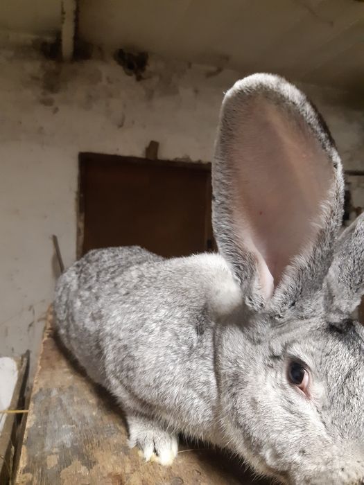 Króliki olbrzymy belgijskie