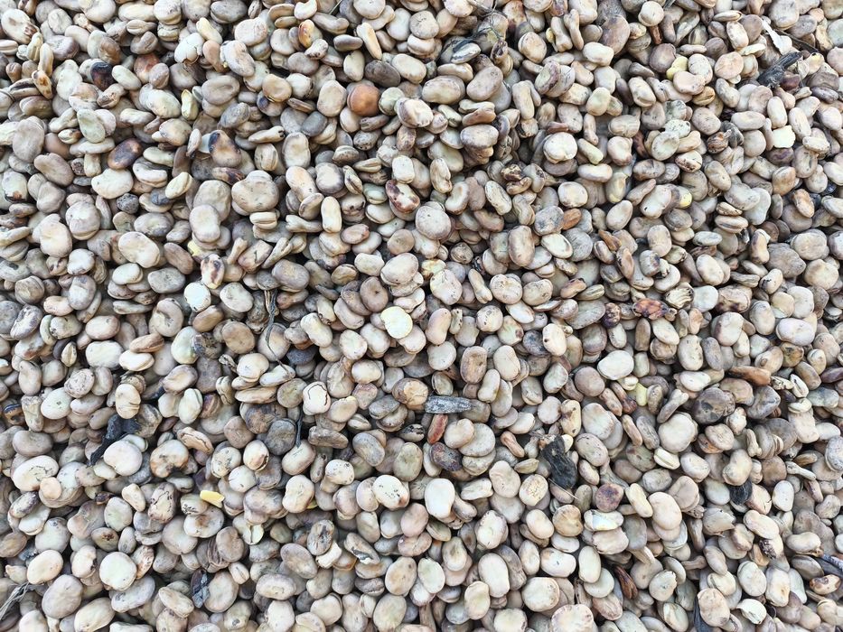 BÓB TOP BÓB TOPBOB nasiona bobu topbób ziarno 2025r nie bizon bachus