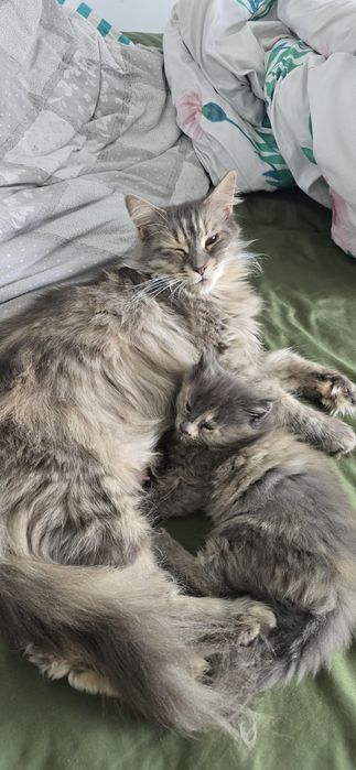 Kotka maine coon