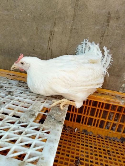 Кури молоді Доман Сенді