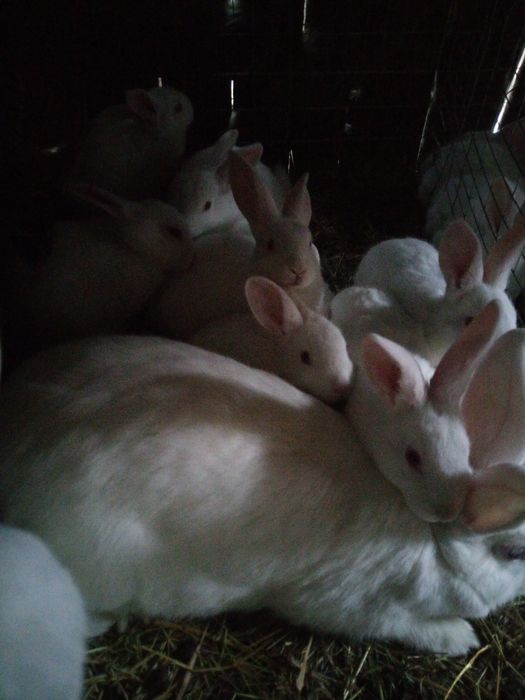 Кролі,кроленята, кролиці