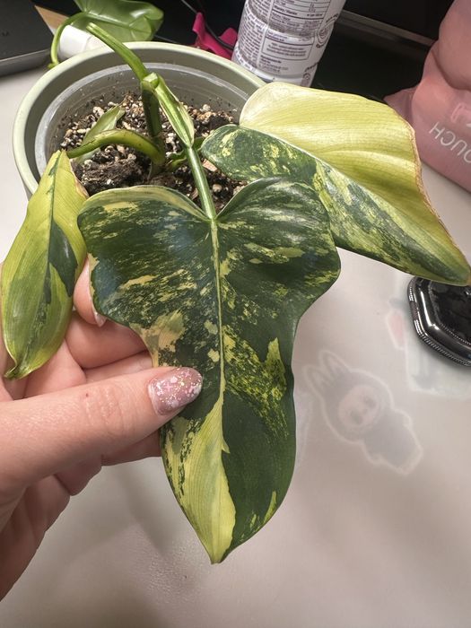 Philodendron Violin