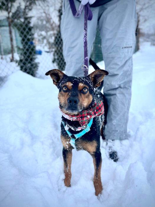 Mały Roki szuka domku!!