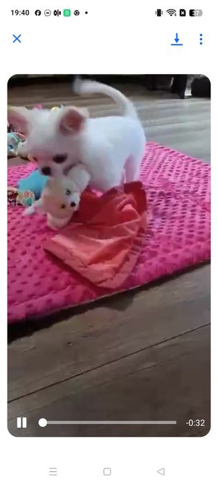 Śliczny długowłosy z ZKwP FCI