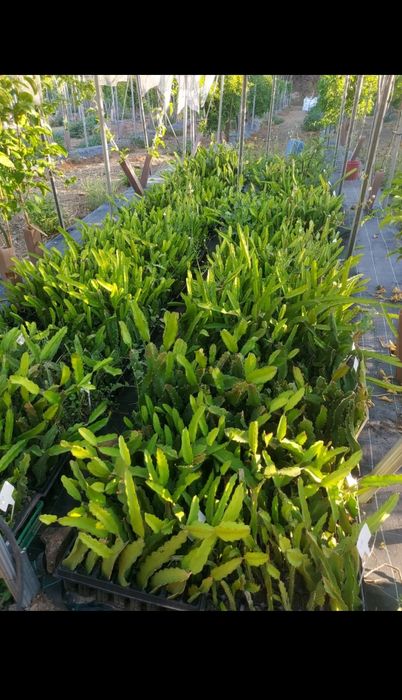 Pitaya Mudas Autopolinizavel