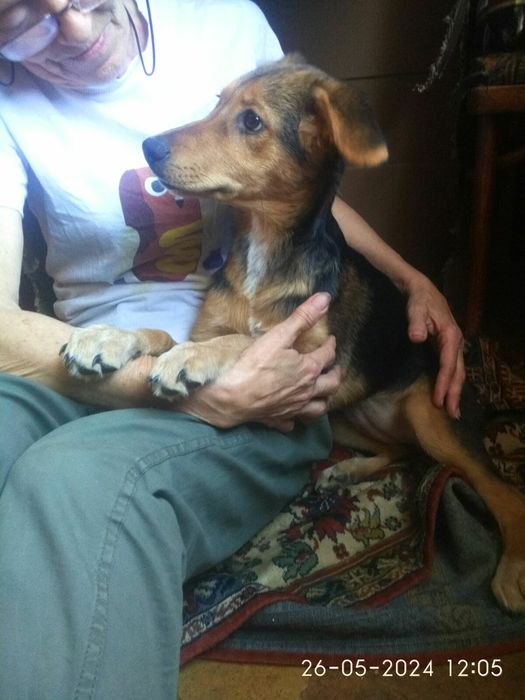 4,5мес.щенок в добрые руки!