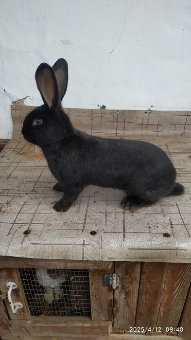 Продам породистого самця.