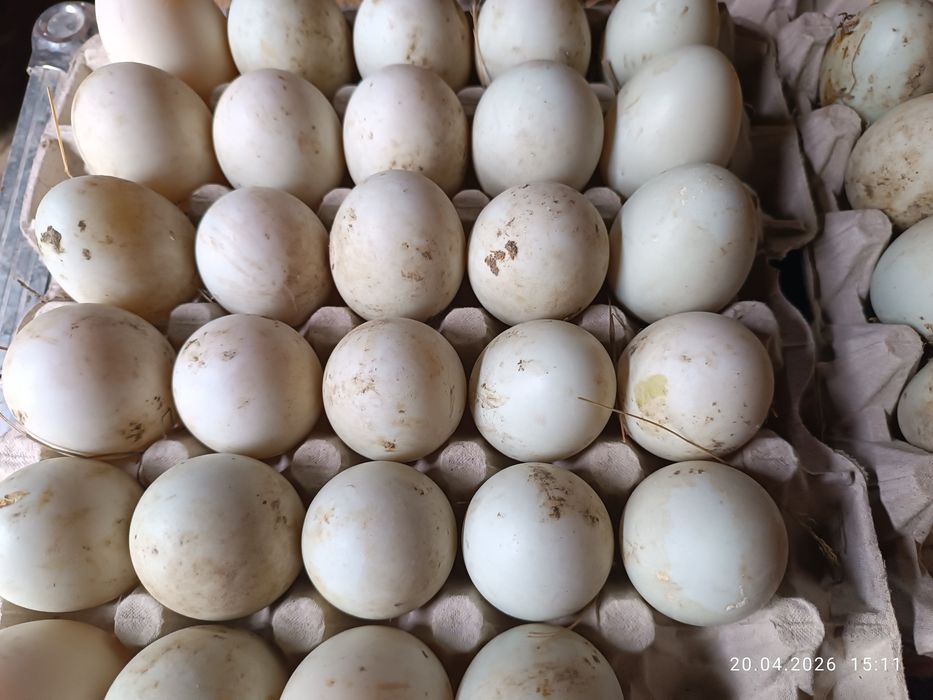 Jajka lęgowe biegusa