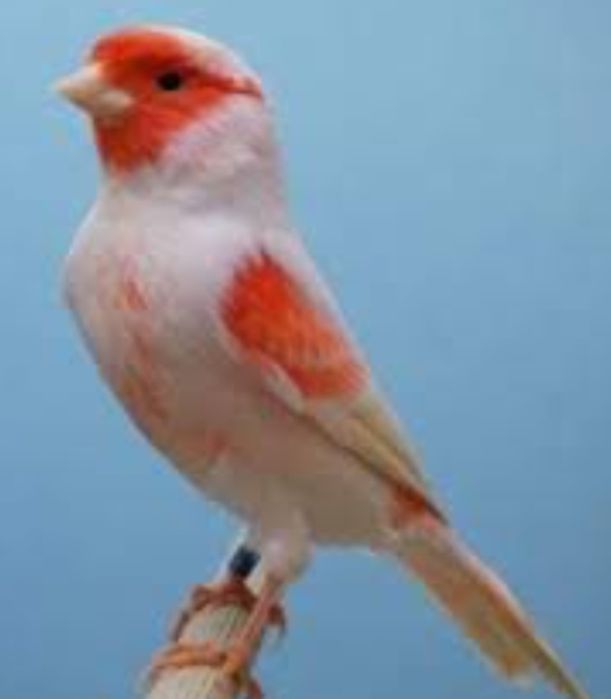 Canários vermelhos mosaicos