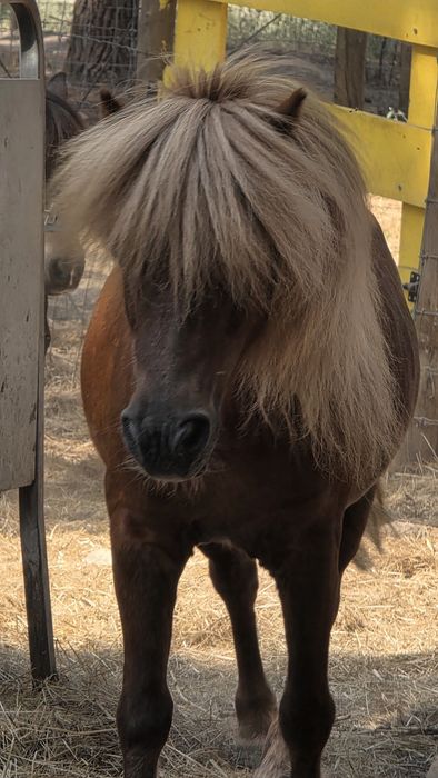 Póneis 2 fêmeas e 1 macho castrado