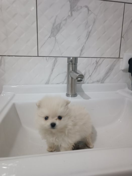 Померанські шпіценята