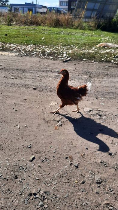 Куры только молодые 4,5 месяца Ломан-Браун