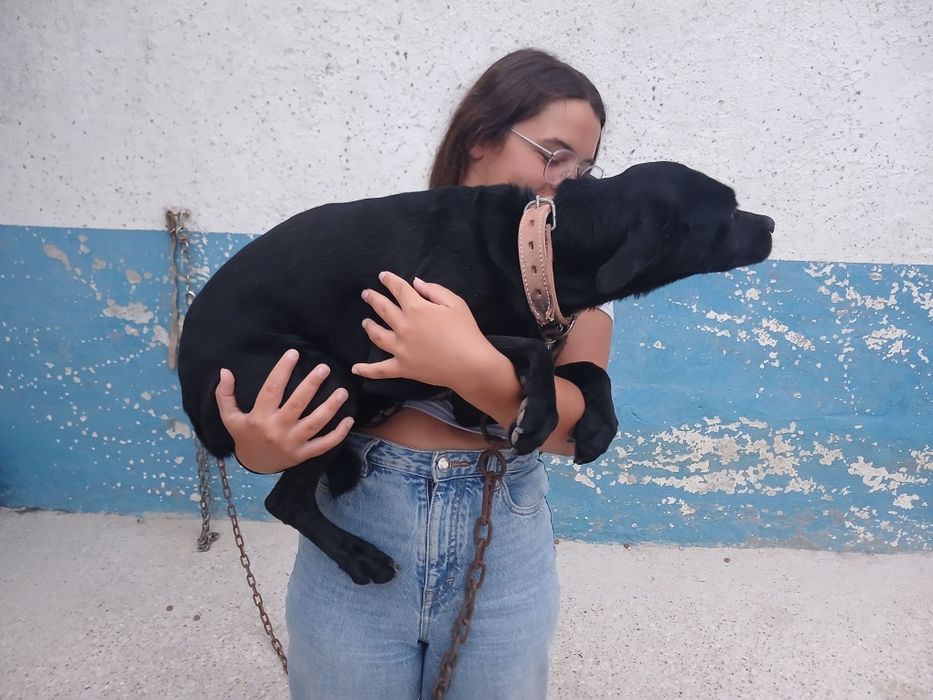 Cadela muito meiga e enérgica para adopção responsável