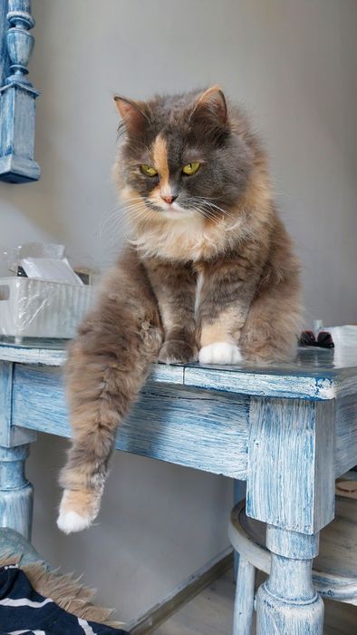 Перетримка котиків)