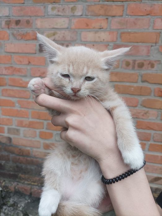 Кошенята в добрі руки