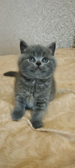 Шотландський  скоттиш страйт хлопчик