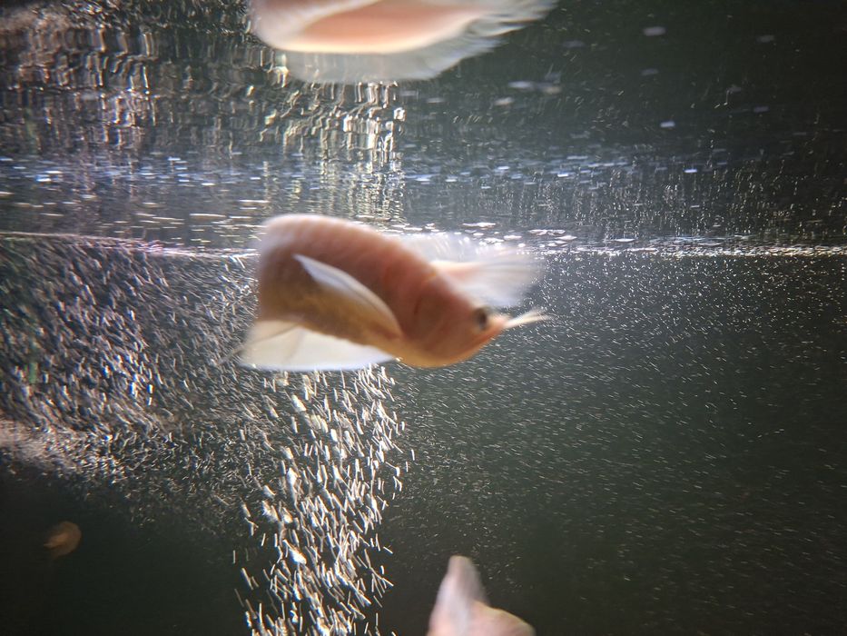 Arowana srebrna albino