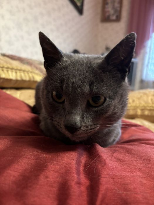 Британець в хороші руки!