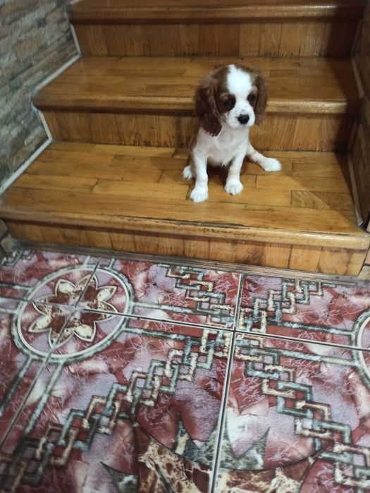 Cavalier King  charles  spaniel