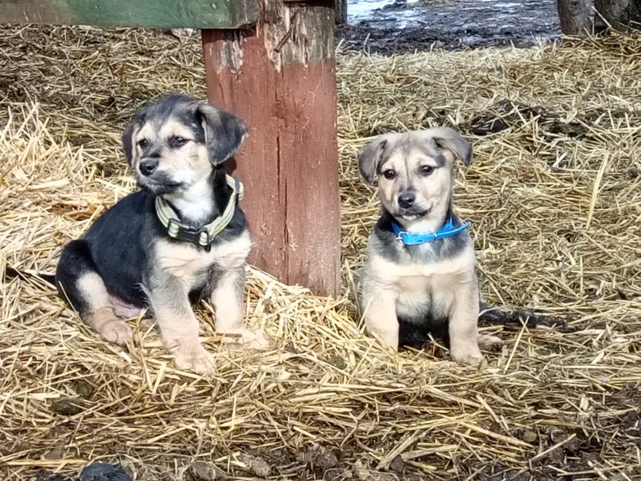 Szczeniaki na wydanie. Zaszczepione,odrobaczone..