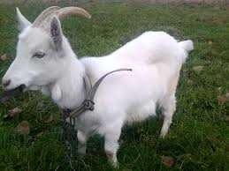 Козлята  недорого (есть зааненские)