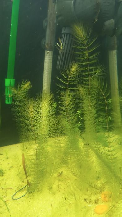 Plantas de aquário