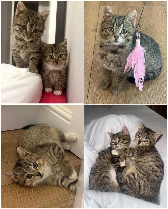 Najsłodsze maluchy szukają domku stałego!