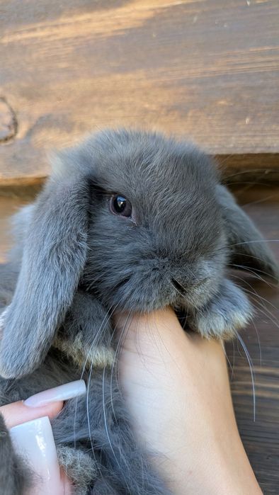 Mini Lop - Karzełek baranek