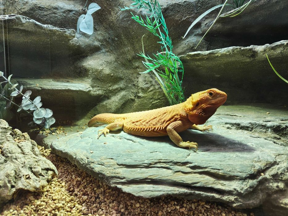 Terrarium z szafką oraz agama brodata -kompletny zestaw