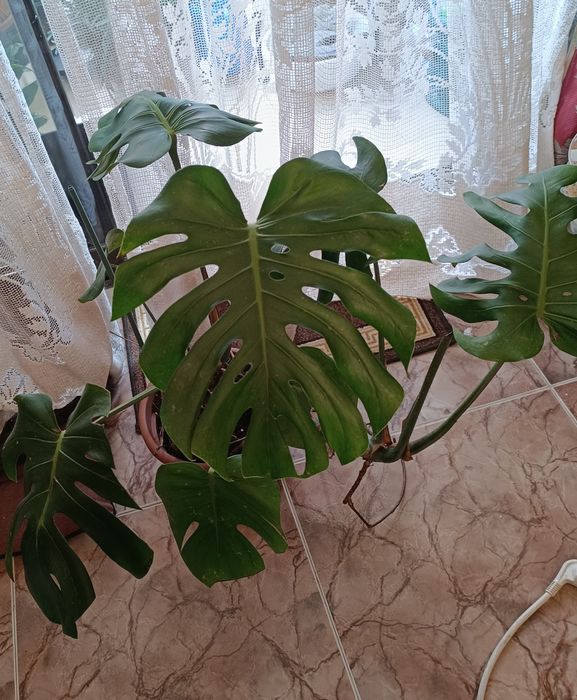 Costela de Adão (Monstera)
