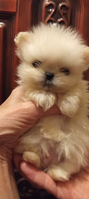 Мальтезе - мальтешпиц