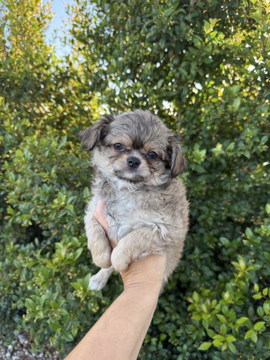 Excecional mini Chihuahua/Chiuaua,LinhagemRussa de Qualidd