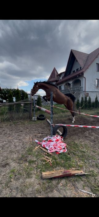3-letnia klacz KWPN